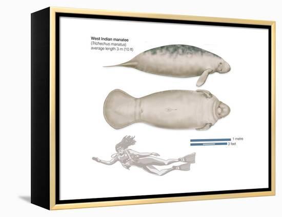 West Indian Manatee (Trichechus Manatus), Mammals-Encyclopaedia Britannica-Framed Stretched Canvas