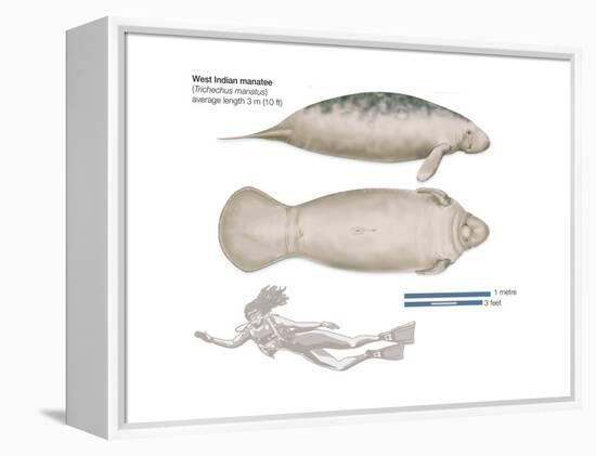 West Indian Manatee (Trichechus Manatus), Mammals-Encyclopaedia Britannica-Framed Stretched Canvas