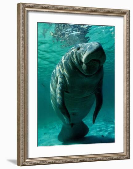 West Indian Manatee-Brandon Cole-Framed Art Print