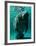 West Indian Manatee-Brandon Cole-Framed Art Print