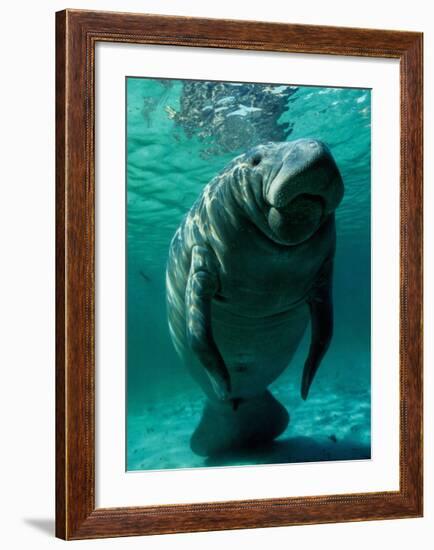 West Indian Manatee-Brandon Cole-Framed Art Print