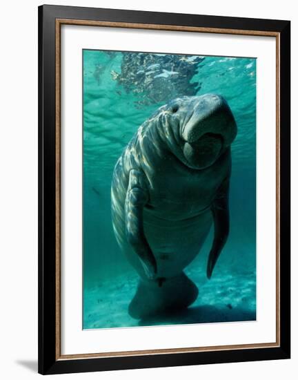 West Indian Manatee-Brandon Cole-Framed Art Print