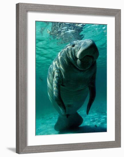 West Indian Manatee-Brandon Cole-Framed Art Print