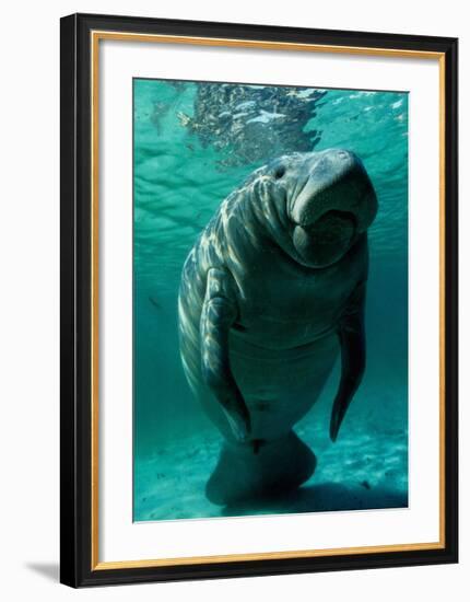 West Indian Manatee-Brandon Cole-Framed Art Print