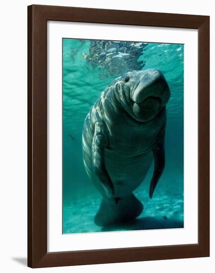 West Indian Manatee-Brandon Cole-Framed Art Print