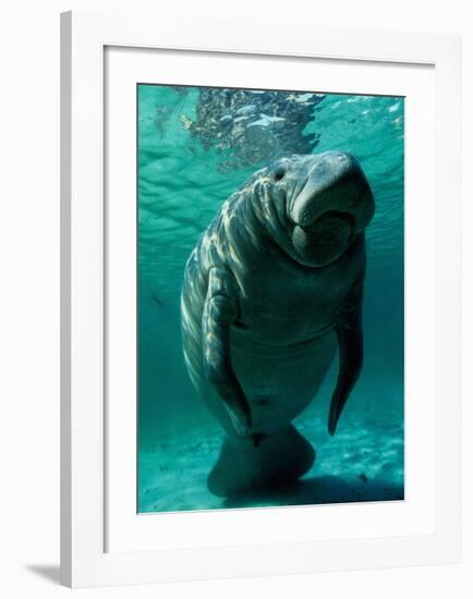 West Indian Manatee-Brandon Cole-Framed Art Print