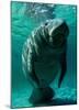 West Indian Manatee-Brandon Cole-Mounted Art Print