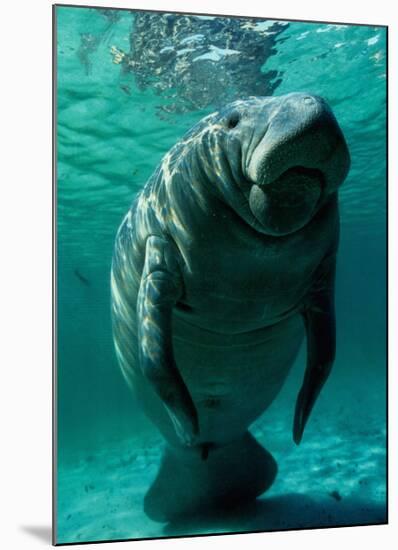 West Indian Manatee-Brandon Cole-Mounted Art Print