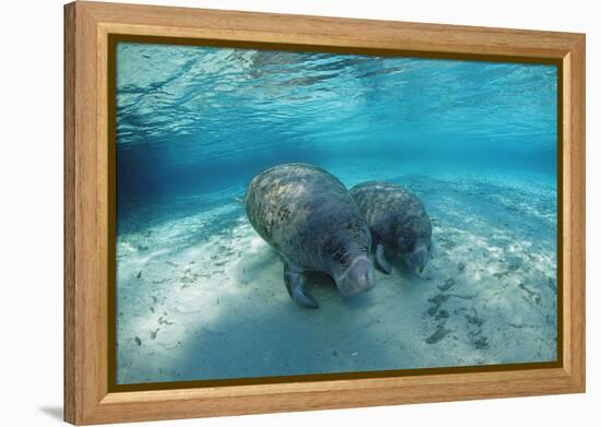 West Indian Manatee-Reinhard Dirscherl-Framed Premier Image Canvas