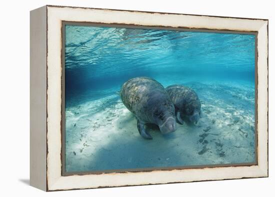 West Indian Manatee-Reinhard Dirscherl-Framed Premier Image Canvas