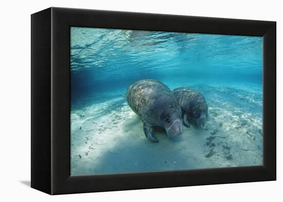 West Indian Manatee-Reinhard Dirscherl-Framed Premier Image Canvas