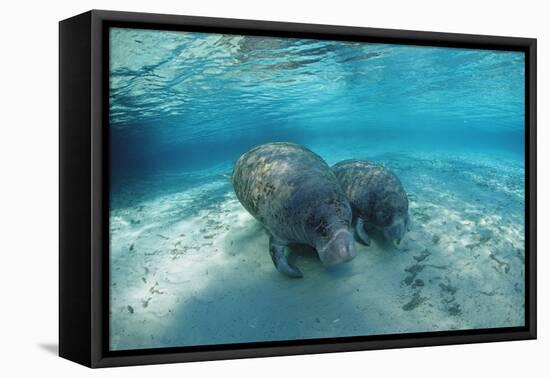 West Indian Manatee-Reinhard Dirscherl-Framed Premier Image Canvas