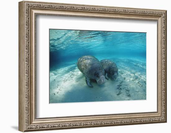 West Indian Manatee-Reinhard Dirscherl-Framed Photographic Print