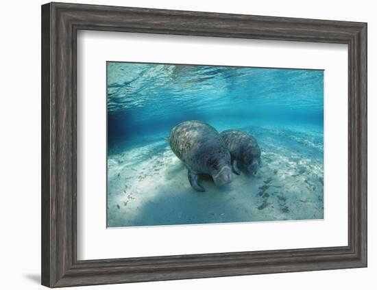 West Indian Manatee-Reinhard Dirscherl-Framed Photographic Print