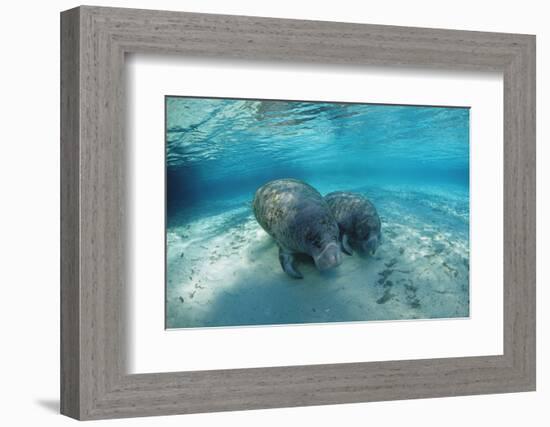 West Indian Manatee-Reinhard Dirscherl-Framed Photographic Print