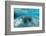 West Indian Manatee-Reinhard Dirscherl-Framed Photographic Print