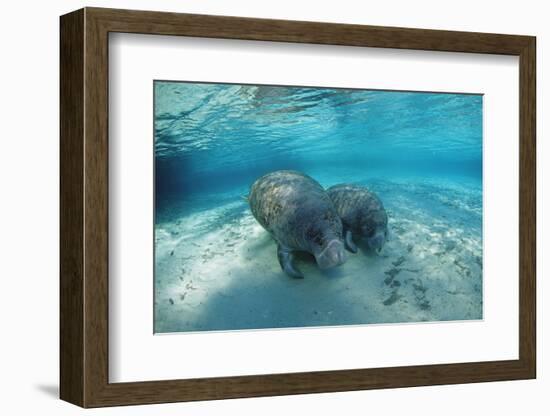 West Indian Manatee-Reinhard Dirscherl-Framed Photographic Print