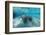 West Indian Manatee-Reinhard Dirscherl-Framed Photographic Print