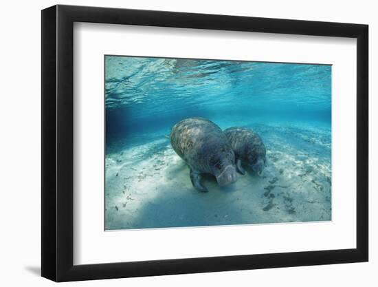 West Indian Manatee-Reinhard Dirscherl-Framed Photographic Print