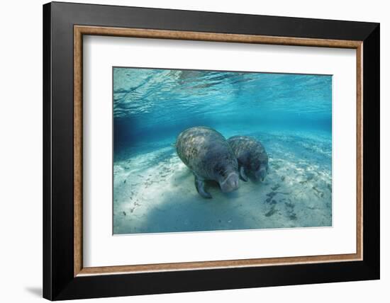 West Indian Manatee-Reinhard Dirscherl-Framed Photographic Print