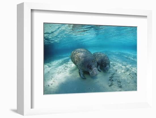 West Indian Manatee-Reinhard Dirscherl-Framed Photographic Print