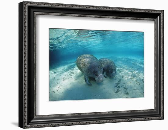 West Indian Manatee-Reinhard Dirscherl-Framed Photographic Print