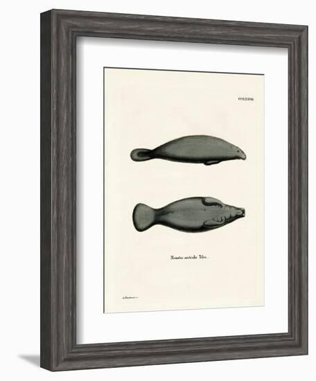 West Indian Manatee-null-Framed Giclee Print