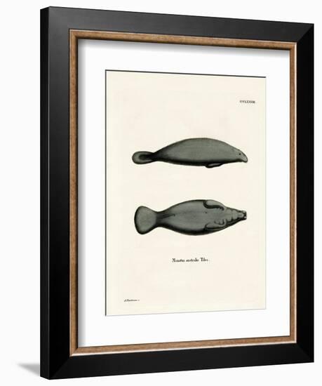 West Indian Manatee-null-Framed Giclee Print