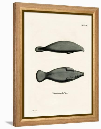 West Indian Manatee-null-Framed Premier Image Canvas