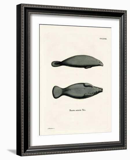 West Indian Manatee-null-Framed Giclee Print