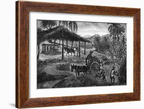 West Indies Sugar Plantation-R. Henkel-Framed Art Print