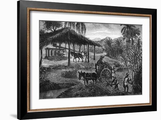 West Indies Sugar Plantation-R. Henkel-Framed Art Print