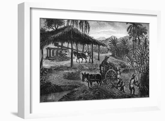 West Indies Sugar Plantation-R. Henkel-Framed Art Print