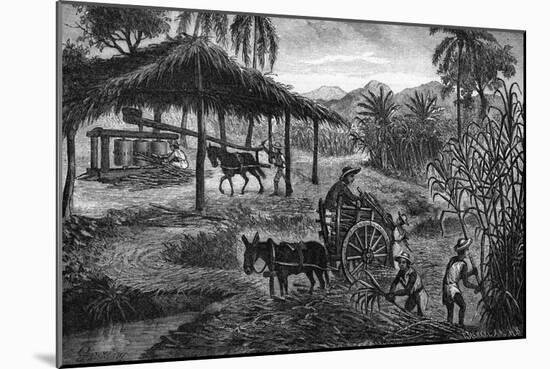 West Indies Sugar Plantation-R. Henkel-Mounted Art Print