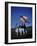 West Point Cadets Carrying US Flag-Dmitri Kessel-Framed Photographic Print