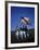 West Point Cadets Carrying US Flag-Dmitri Kessel-Framed Photographic Print