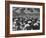 West Point Cadets Swarming into Bleachers for Army-Navy Game at Baltimore Stadium-Alfred Eisenstaedt-Framed Photographic Print