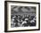 West Point Cadets Swarming into Bleachers for Army-Navy Game at Baltimore Stadium-Alfred Eisenstaedt-Framed Photographic Print