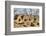 West Ruin, Aztec Ruins National Monument, Dating from Between 850 Ad and 1100 Ad-Richard Maschmeyer-Framed Photographic Print