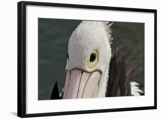 Western Australia, Albany, Oyster Harbour. Australian Pelican-Cindy Miller Hopkins-Framed Photographic Print