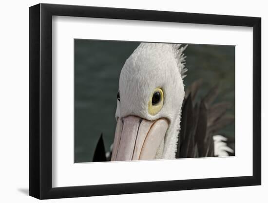 Western Australia, Albany, Oyster Harbour. Australian Pelican-Cindy Miller Hopkins-Framed Photographic Print