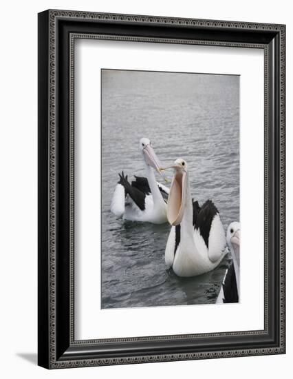 Western Australia, Albany, Oyster Harbour. Australian Pelicans-Cindy Miller Hopkins-Framed Photographic Print