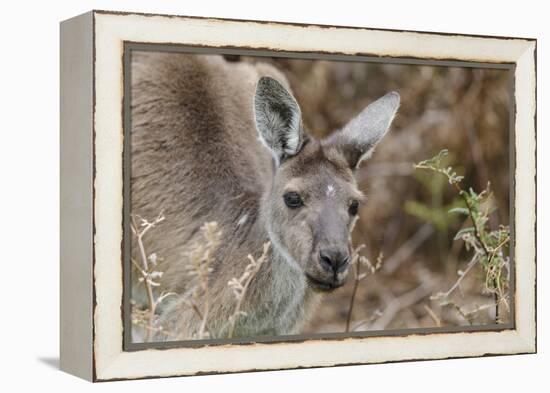 Western Australia, Perth, Yanchep National Park. Western Gray Kangaroo Close Up-Cindy Miller Hopkins-Framed Premier Image Canvas