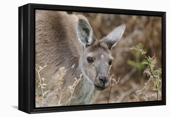 Western Australia, Perth, Yanchep National Park. Western Gray Kangaroo Close Up-Cindy Miller Hopkins-Framed Premier Image Canvas