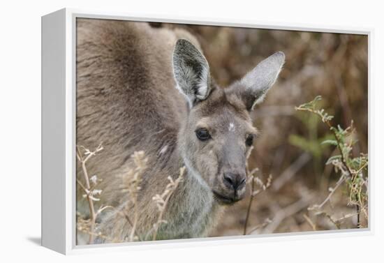 Western Australia, Perth, Yanchep National Park. Western Gray Kangaroo Close Up-Cindy Miller Hopkins-Framed Premier Image Canvas