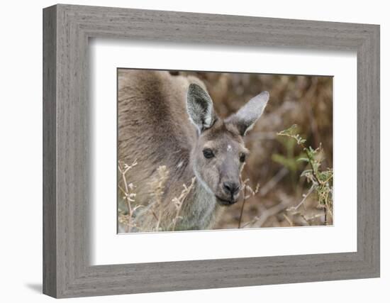 Western Australia, Perth, Yanchep National Park. Western Gray Kangaroo Close Up-Cindy Miller Hopkins-Framed Photographic Print