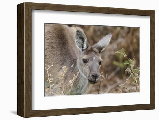 Western Australia, Perth, Yanchep National Park. Western Gray Kangaroo Close Up-Cindy Miller Hopkins-Framed Photographic Print