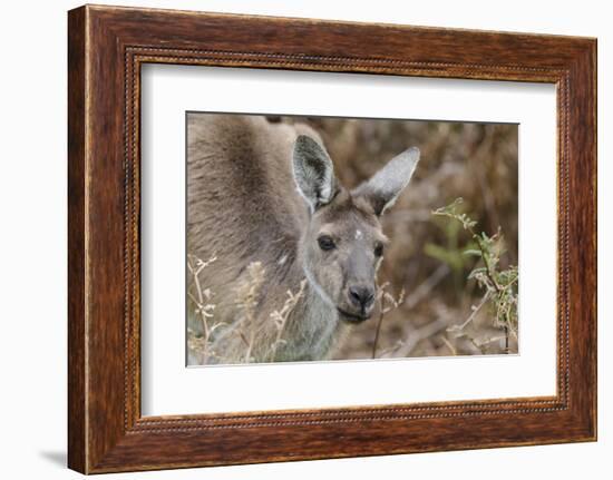 Western Australia, Perth, Yanchep National Park. Western Gray Kangaroo Close Up-Cindy Miller Hopkins-Framed Photographic Print