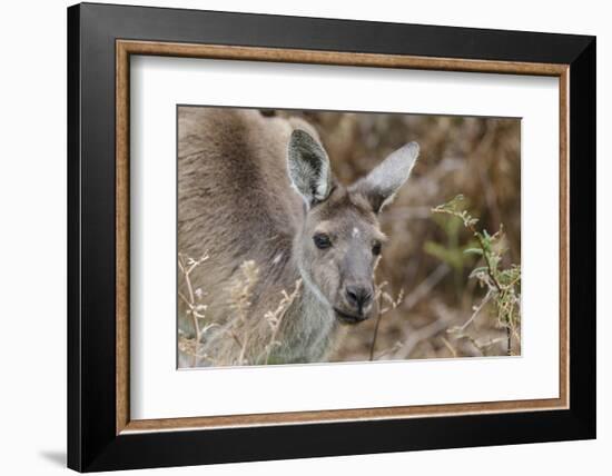 Western Australia, Perth, Yanchep National Park. Western Gray Kangaroo Close Up-Cindy Miller Hopkins-Framed Photographic Print