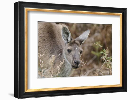 Western Australia, Perth, Yanchep National Park. Western Gray Kangaroo Close Up-Cindy Miller Hopkins-Framed Photographic Print